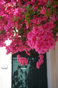 Blumen in einer Gasse Sardiniens Pinke Blumen in einer Gasse in Sardinien