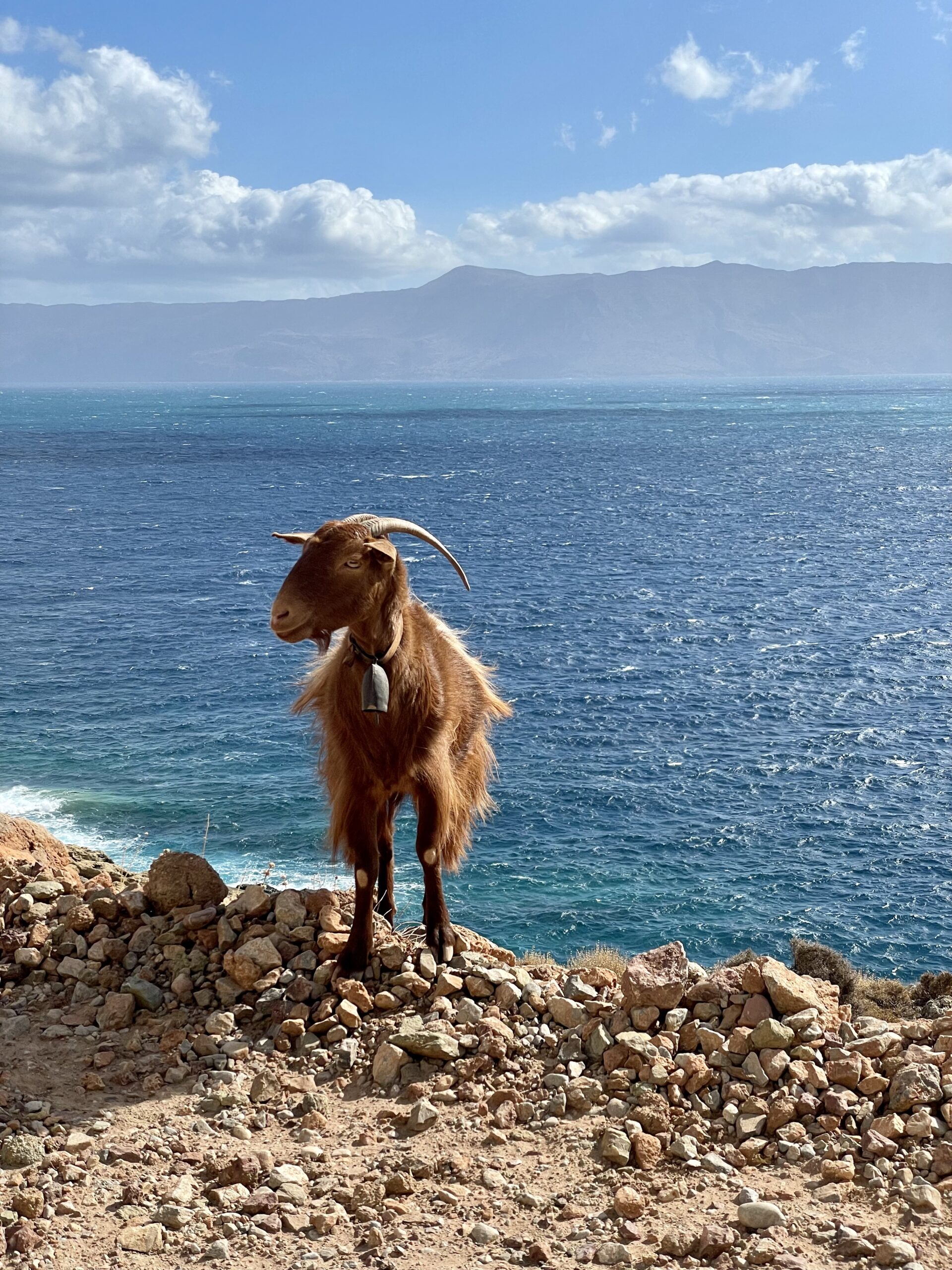 Ziege auf dem Weg zum Balos Beach auf Kreta