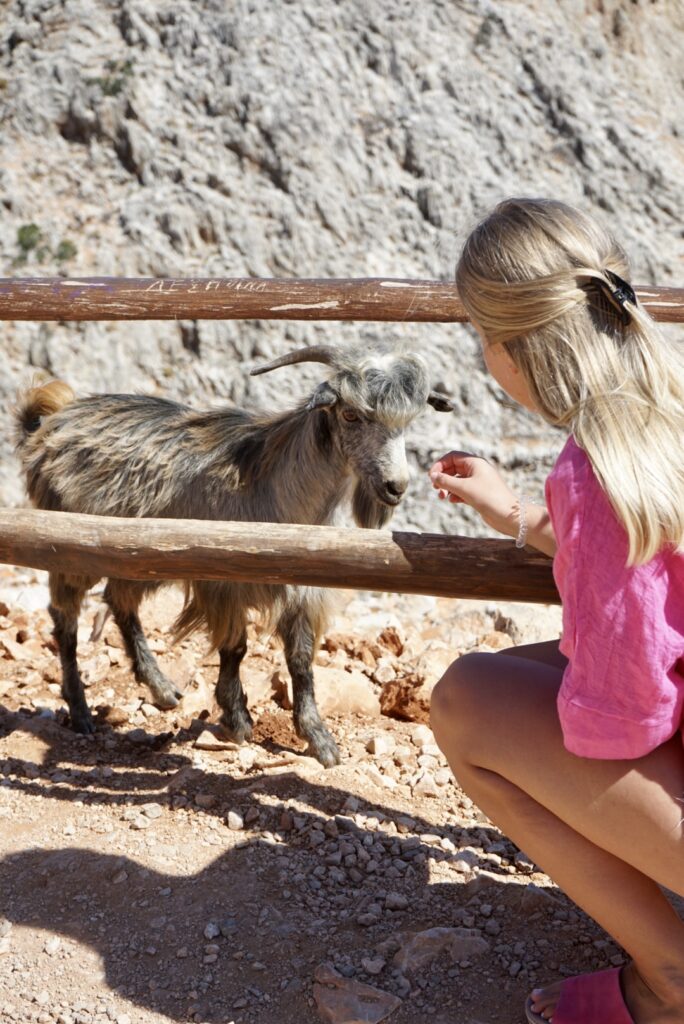 Viele Ziegen leben in der Nähe der Bucht Seitan Limania auf Kreta