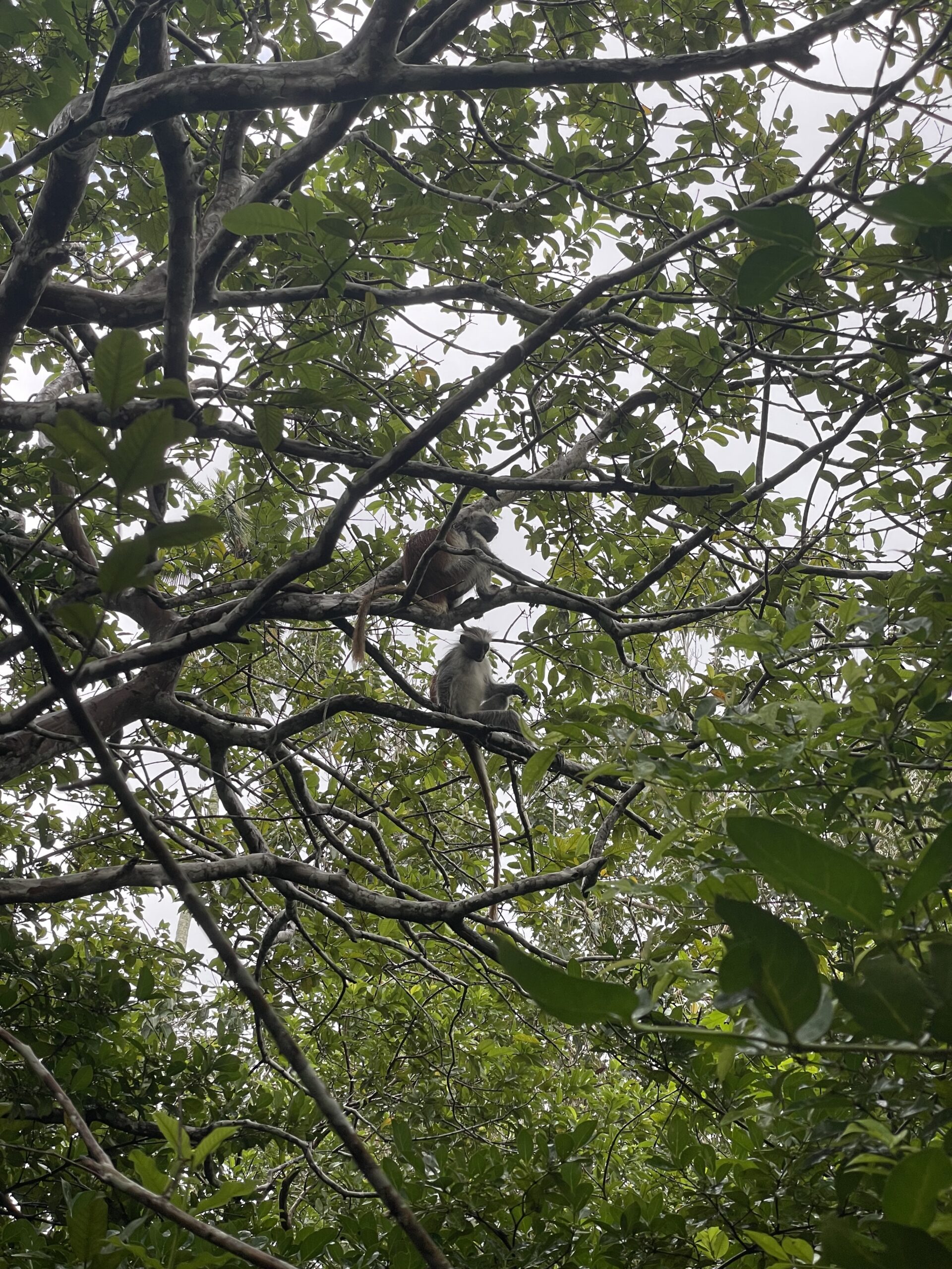 Jozani Forest Affen Die Colobus Affen im Jozani Forest Nationalpark auf Sansibar