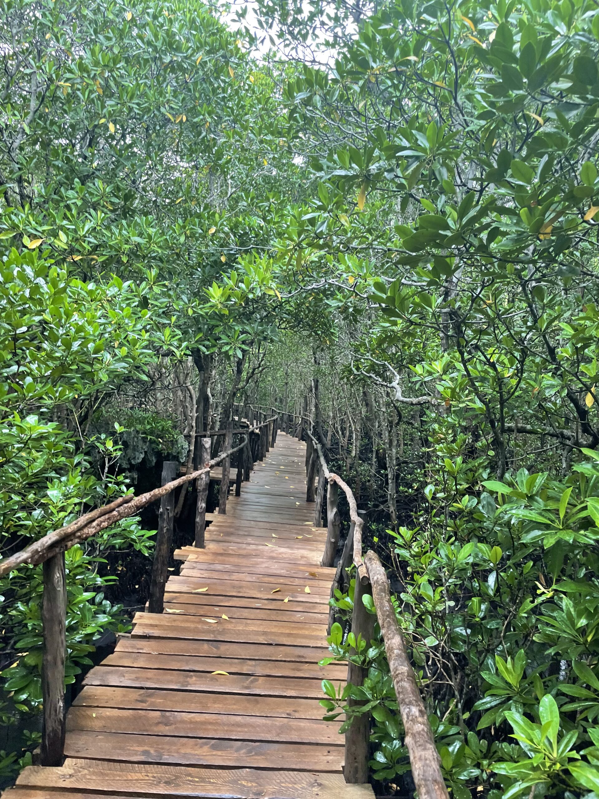 Jozani Forest Mangroven Ein Blick in die Mangroven des Jozani Forest Nationalparks auf Sansibar.