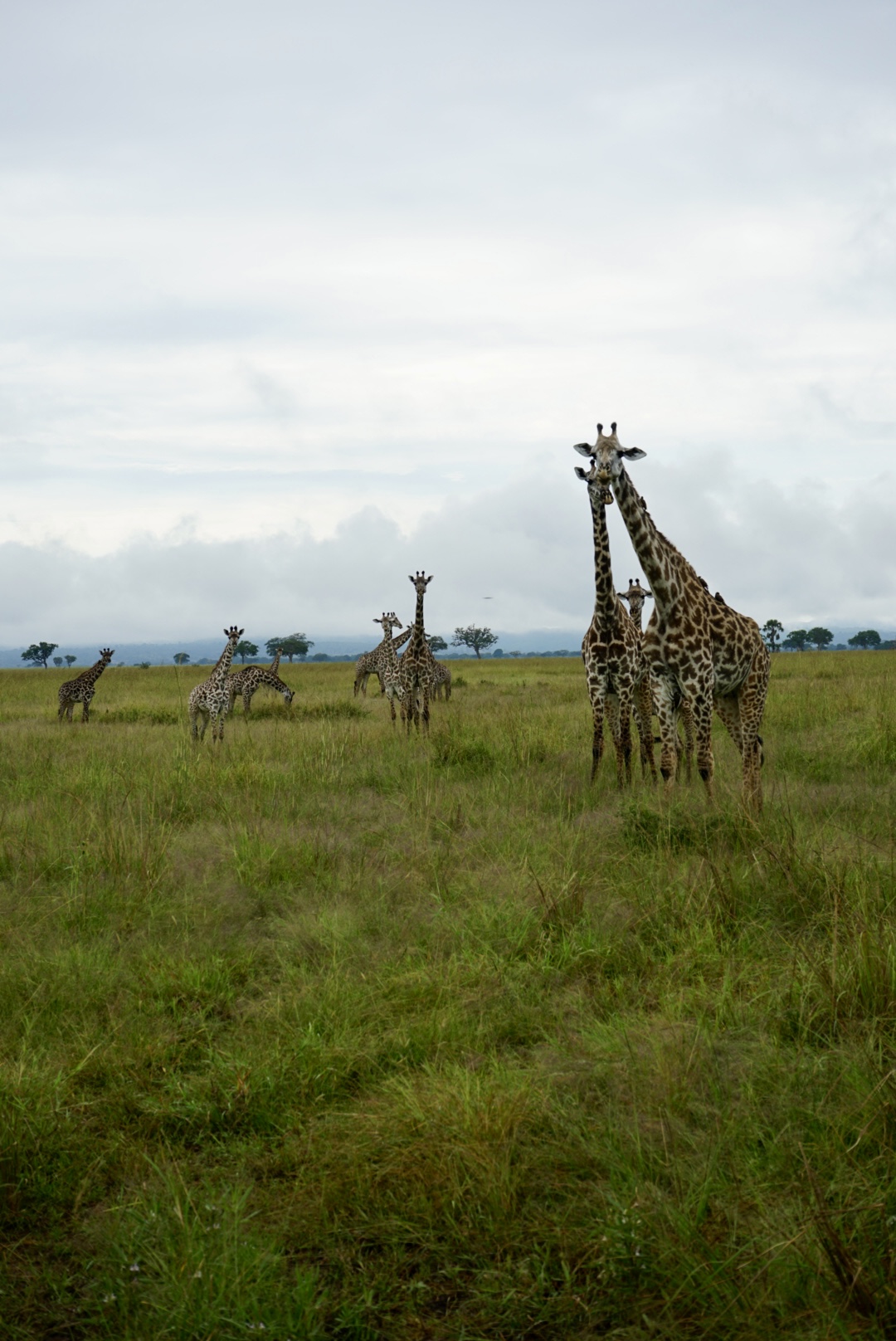 Mikumi Nationalpark Giraffen Beobachten der Giraffen im Mikumi Nationalpark in Tansania