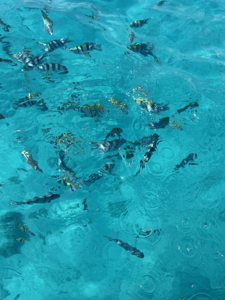 Mnemba Island Fische Verschiedene bunte Fische bei der Mnemba Island auf Sansibar