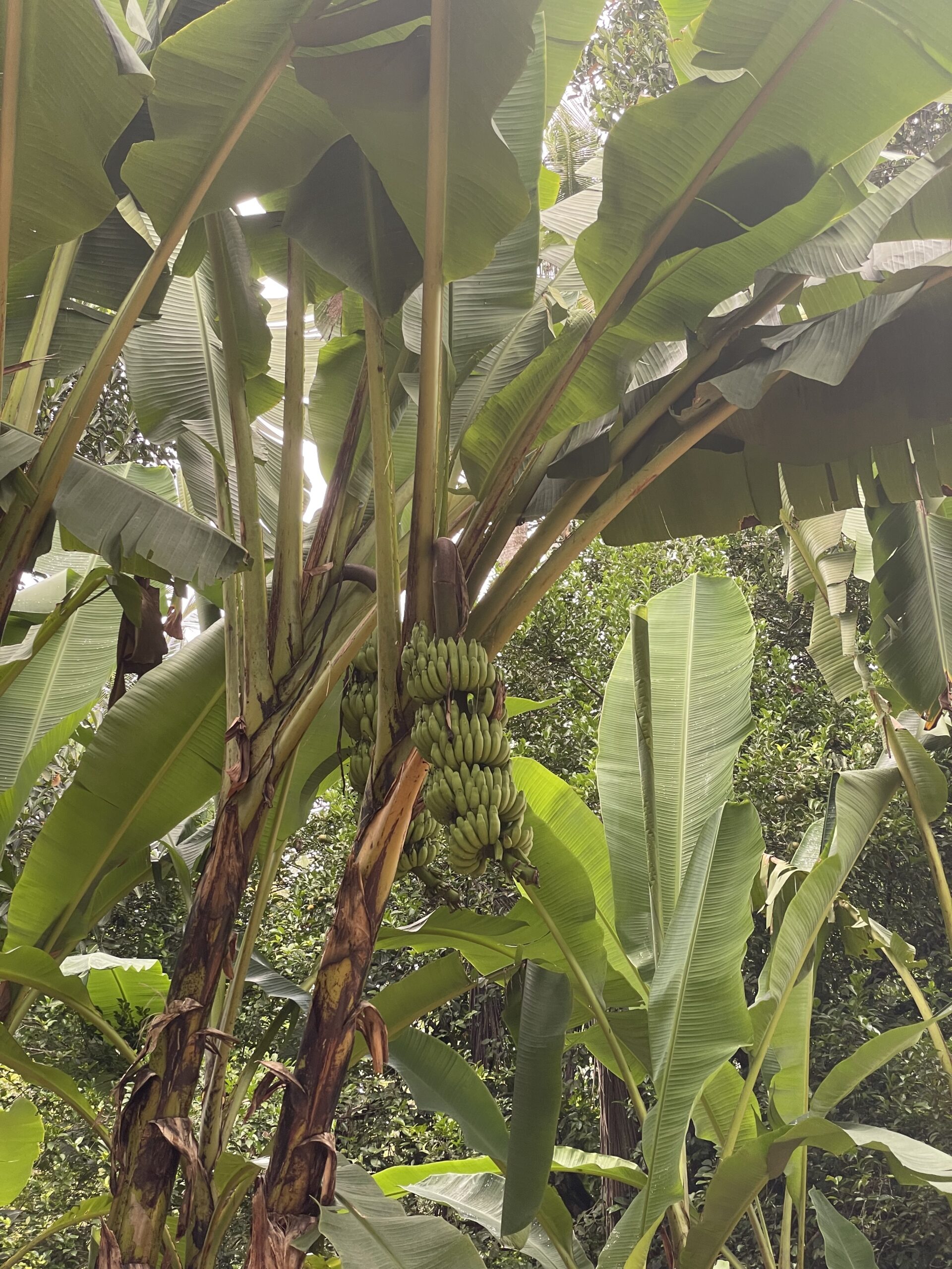 Bananen Sansibar Großer Bananenbaum auf Sansibar