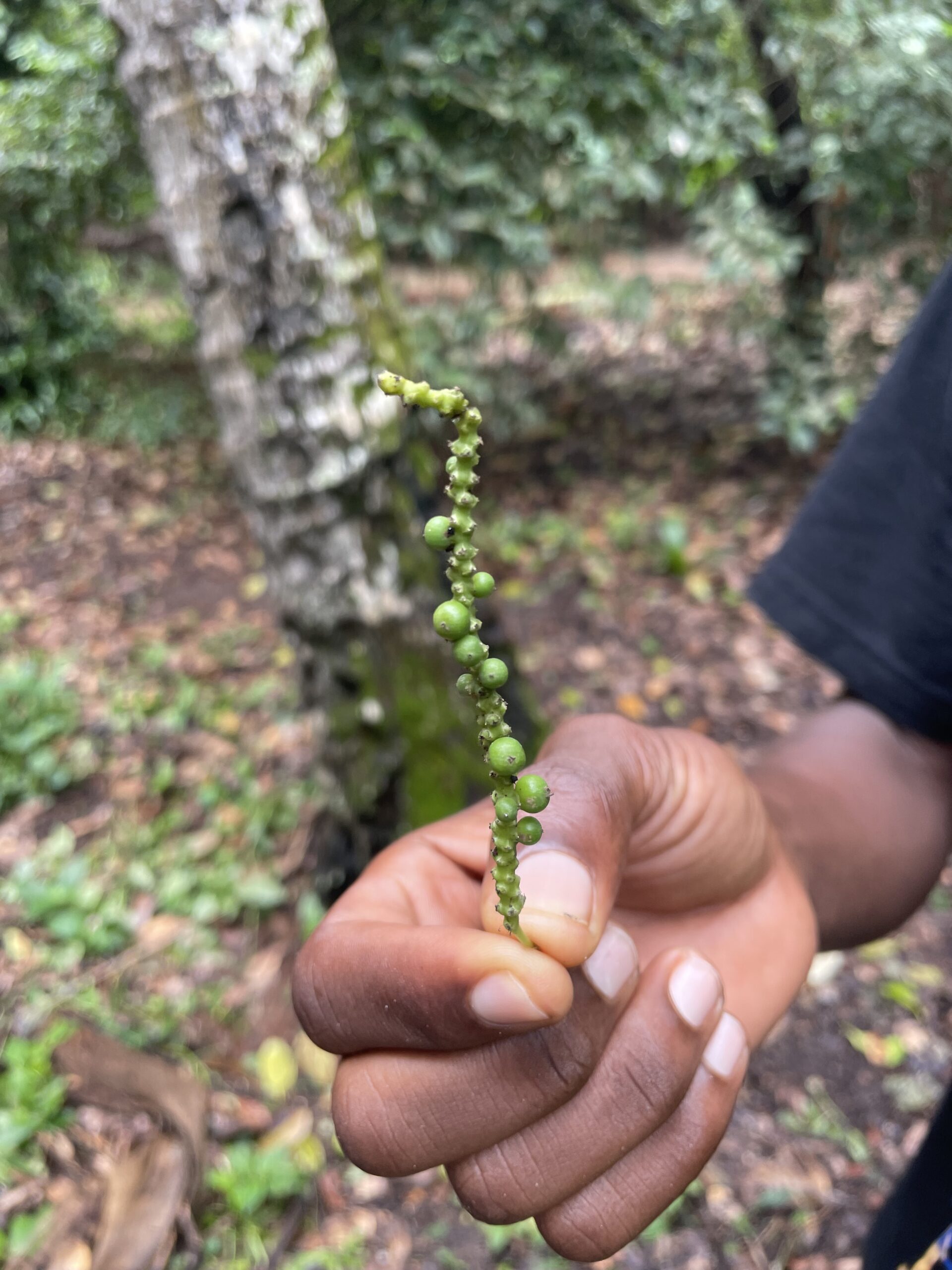 Sansibar Gewürztour Pfeffer Grüner Pfeffer auf der Gewürzfarm auf Sansibar