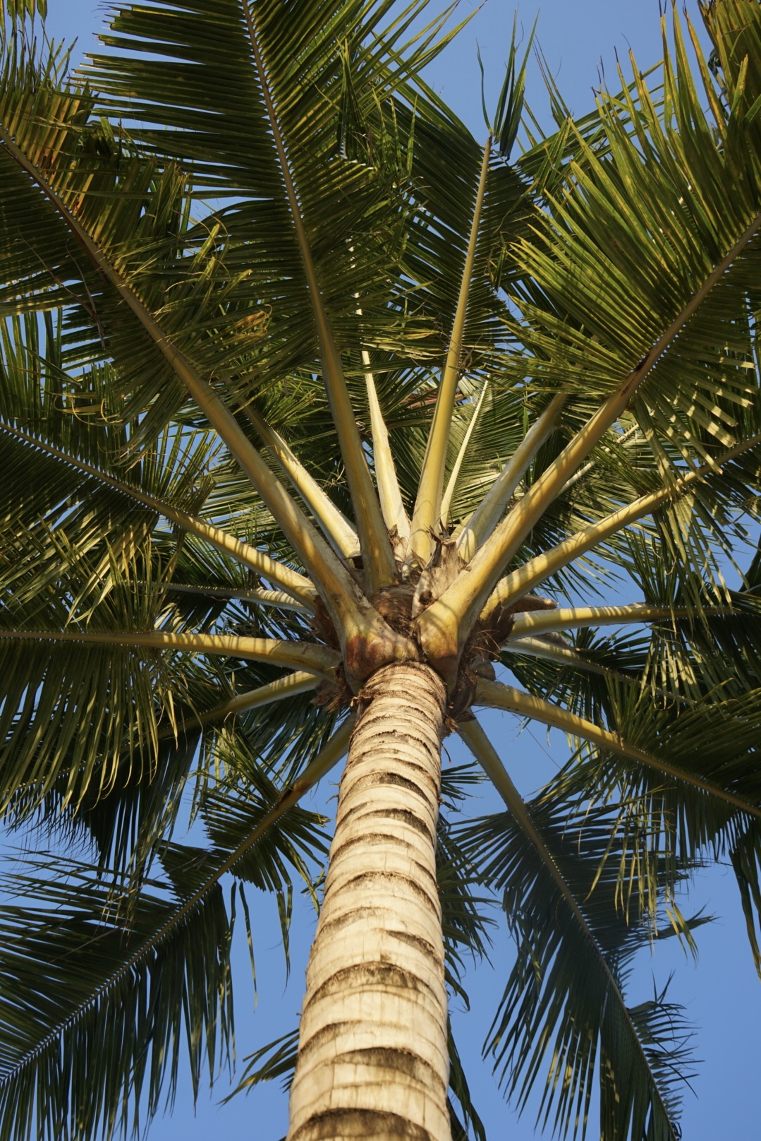 Palmen in Nungwi Palmen am Strand im Norden von Sansibar