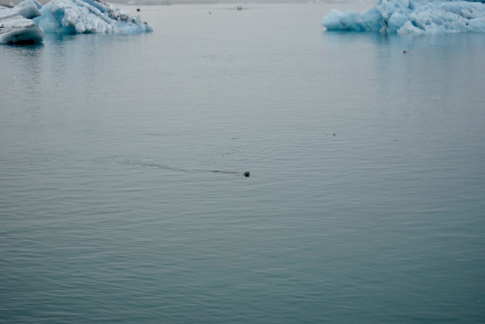Jökulsarlón Seehunde Im Gletschersee Jökulsarlón kann man vielen Seehunden beim baden zusehen. Wie hier auf diesem Bild