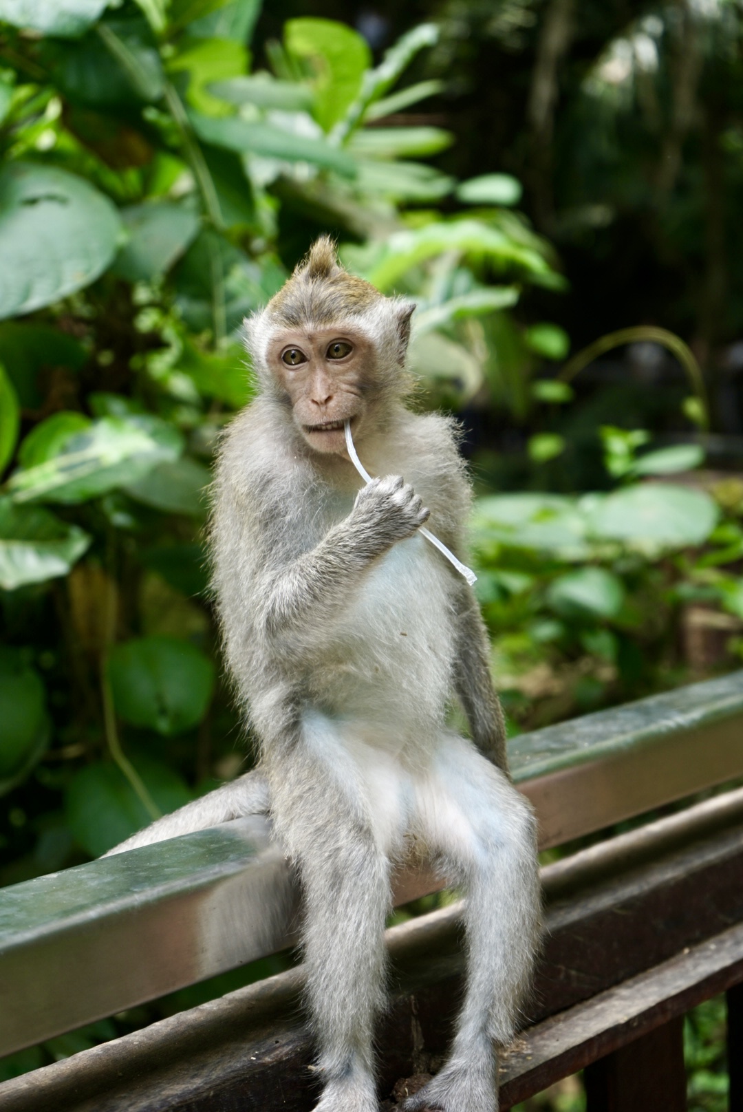 Babyaffe im Monkey Forest Ein Babyaffe im Monkey Forest auf Bali, welcher den Touristen zusieht beim Vorbeigehen