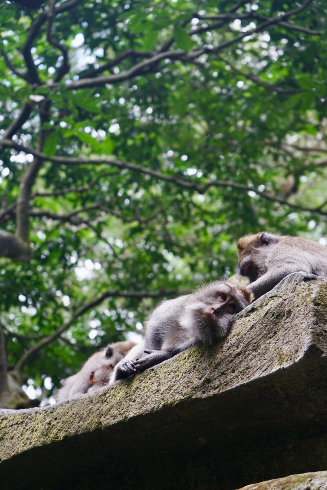 Schlafende Affen im Monkey Forest Schlafende Affen im Monkey Forest in Ubud auf Bali