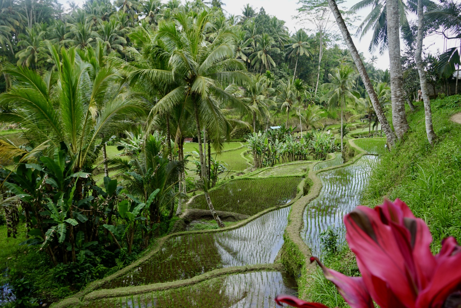 Tegalalang Reisterrasse Die Weiten der Tegalalang Reisterrasse mit Blumen im Vordergrund
