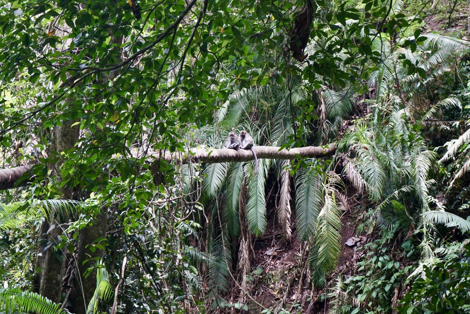 Affen im Monkey Forest Zwei Affen im Monkey Forest, welche auf einem umgefallenen Baum sitzen