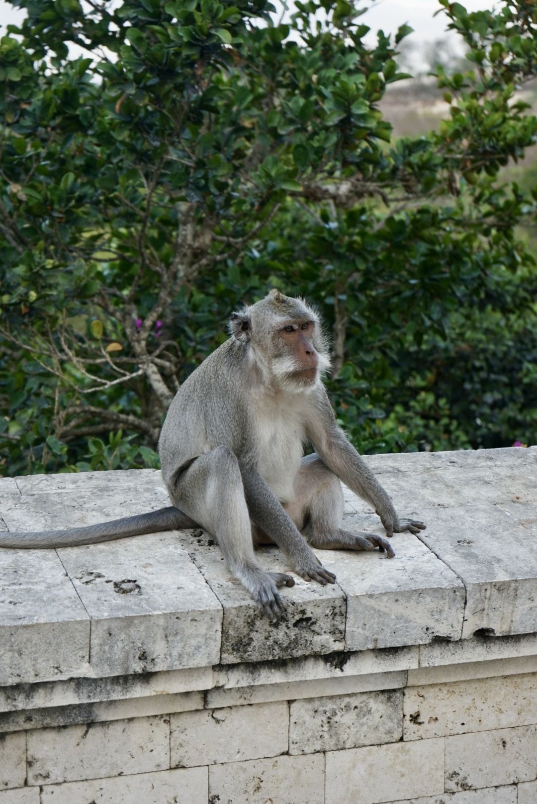 Affen am Uluwatu Tempel Die Langschwanzaffen, welche am Uluwatu Tempel darauf warten, den Touristen das Handy zu klauen
