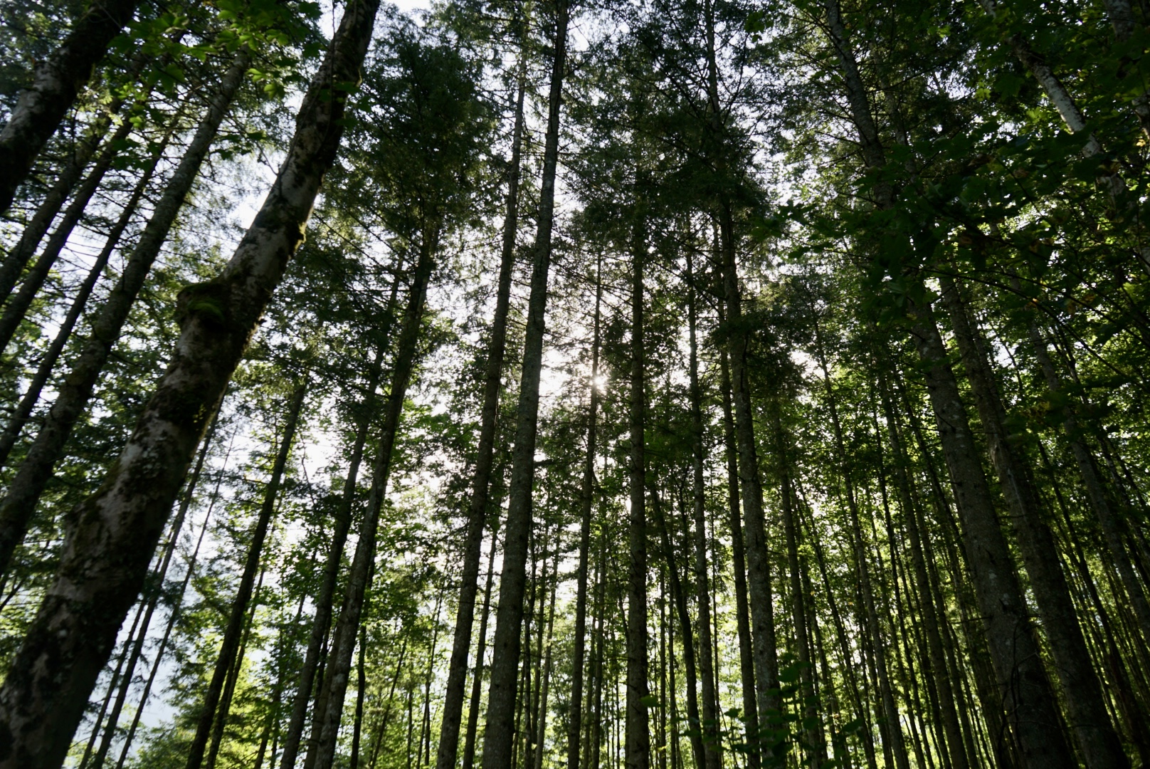 Blick auf die Bäume bei einer Wanderung in Berchtesgaden am Obersee