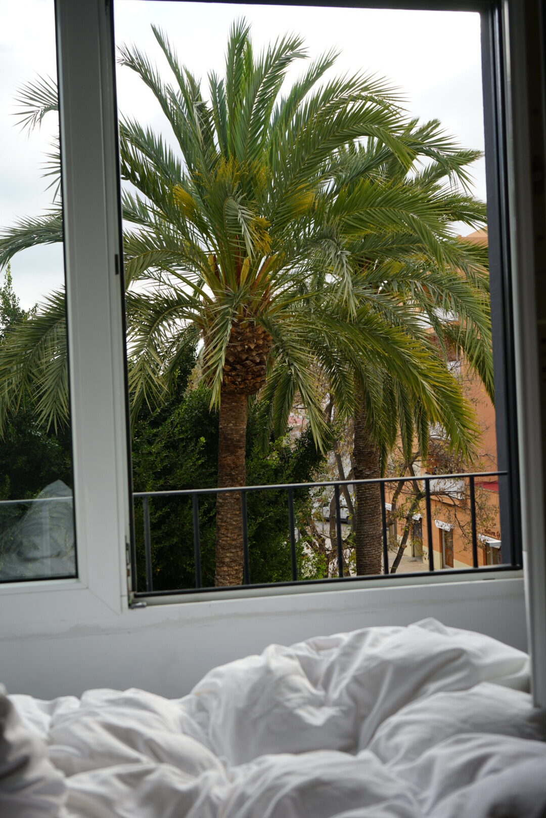 Ausblick auf Palmen aus dem Hotelzimmer des Hostal Parque auf Ibiza