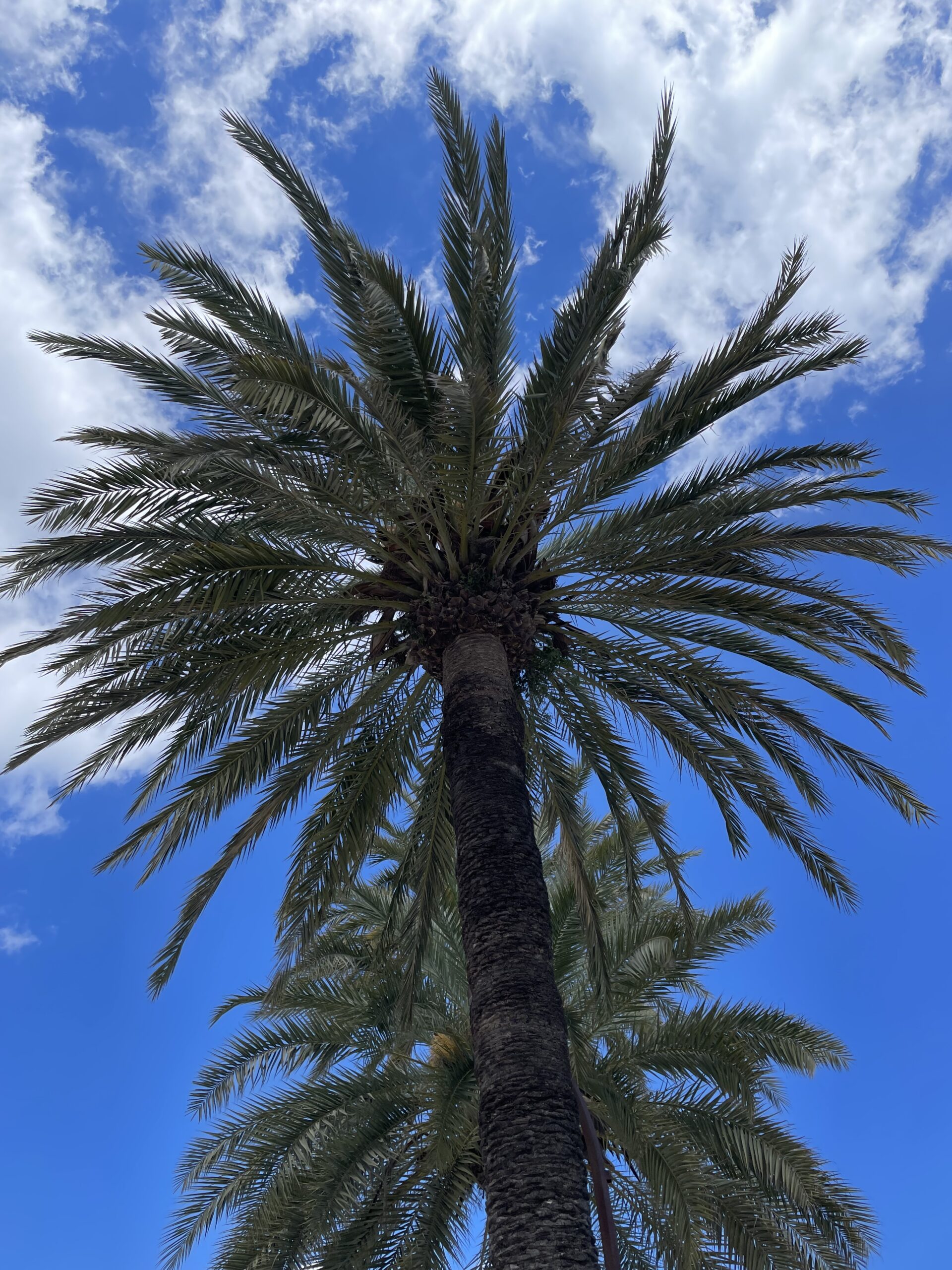 Palmen am Strand auf Ibiza