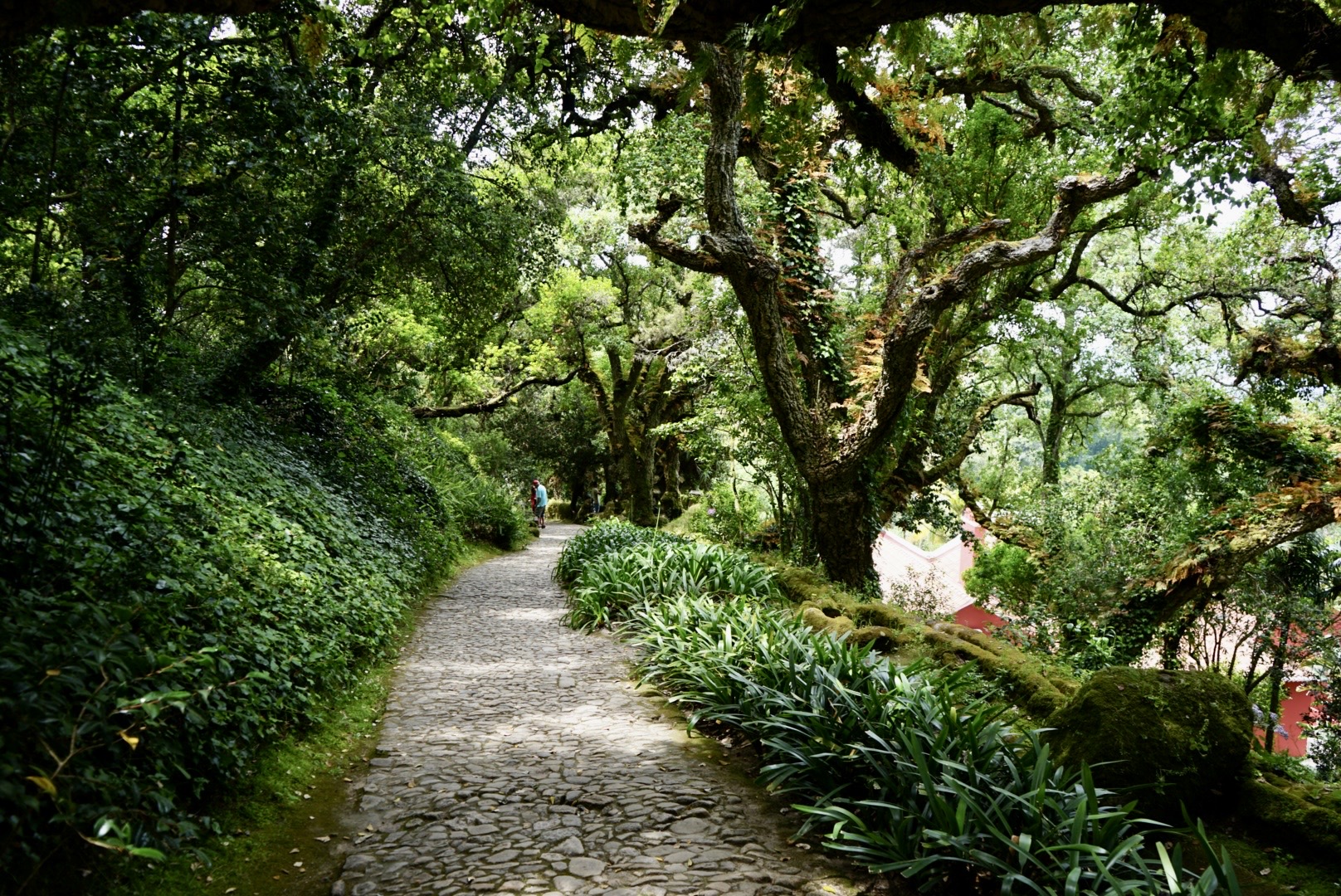 Wald in Colares, Portugal